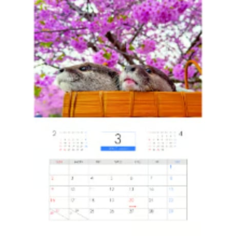【予約販売】 カワウソ ATY 2025年 壁掛け カレンダー KK25360