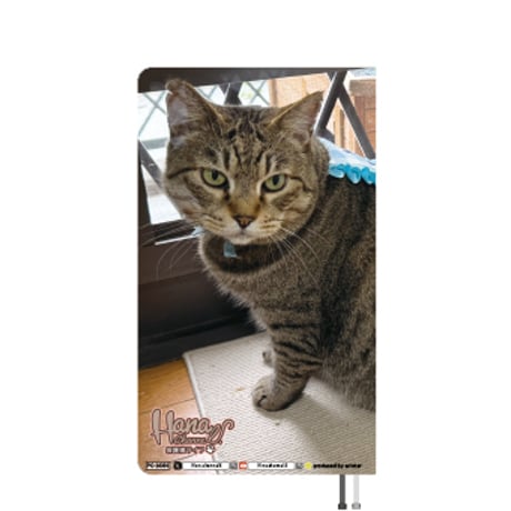 【予約販売】 Hana Channel 保護猫ライフ 2026年 ポケットスケジュール帳 PO26303