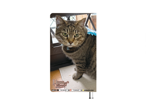 予約販売】 Hana Channel 保護猫ライフ 2026年 ポケットスケジュール帳
