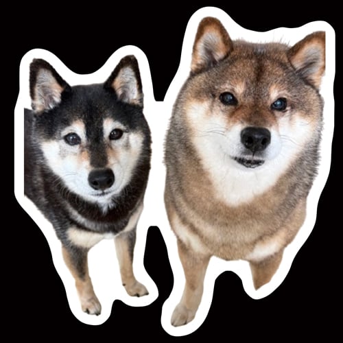 予約販売】 柴犬のあず花 2026年 3枚セット ステッカー SU004NN | ANISTAR
