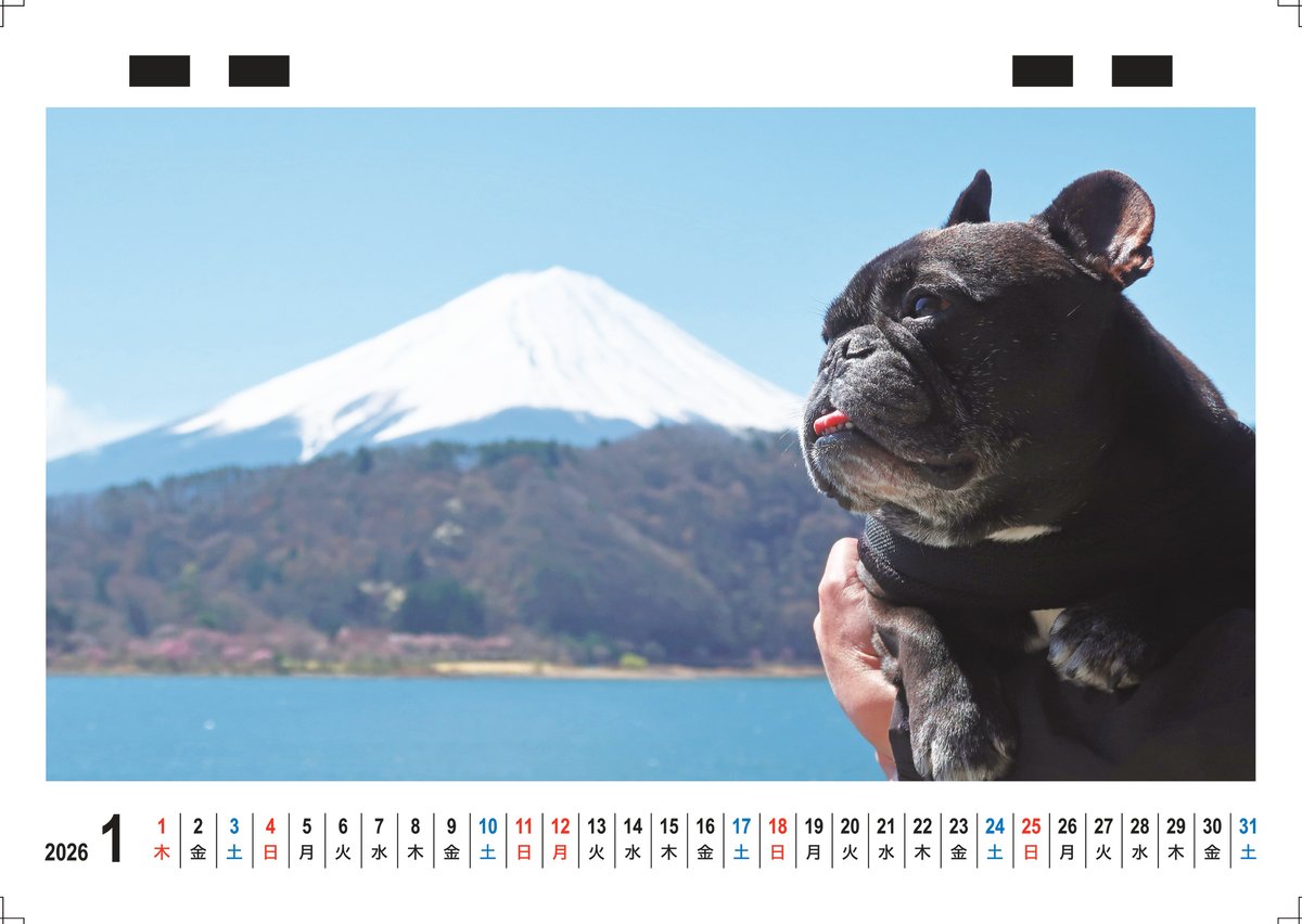 予約販売】 フレンチブルドッグ ココ 犬 2026年 卓上全面 カレンダー