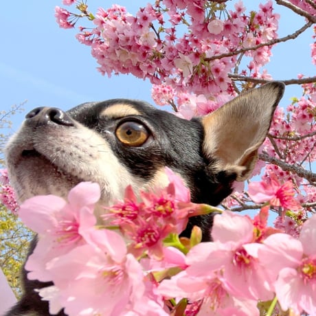 【予約販売】 ちわわん生活 チワワ 犬 シール 5枚セット SE016NN