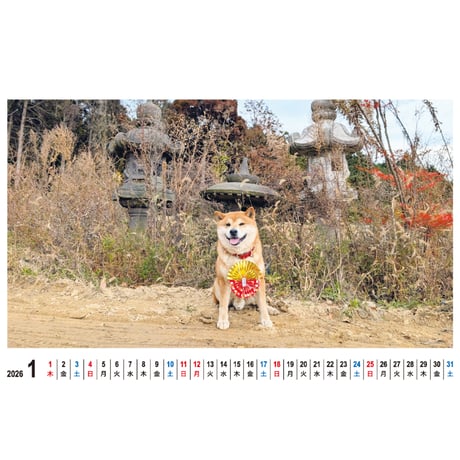 【予約販売】 柴犬さん 2026年 卓上全面 カレンダー TC26001