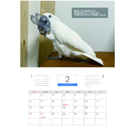 【予約販売】 いたずらオウム 鳥 2026年 壁掛け カレンダー KA26288