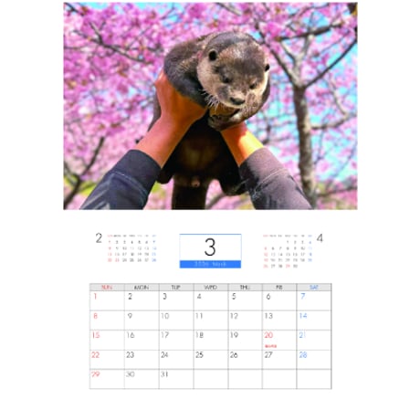 【予約販売】 カワウソ ATY 2026年 壁掛け カレンダー KK26362