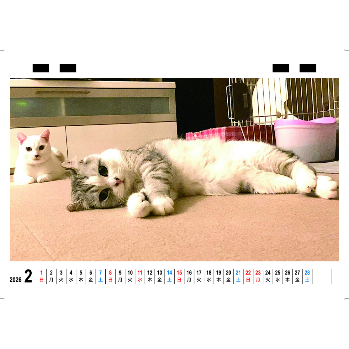 予約販売】 あお&ハク・シネマ AO&HAKU 猫 2026年 卓上全面 カレンダー