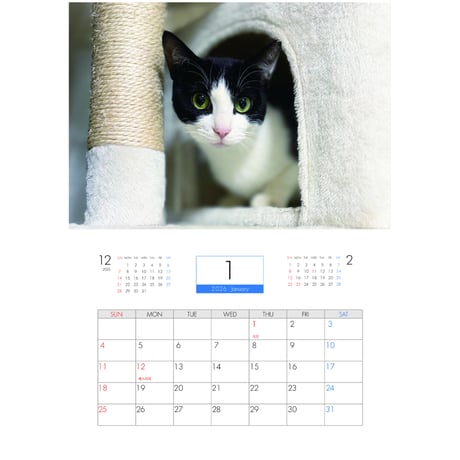 【予約販売】 ねこたま庵 猫 2026年 壁掛け カレンダー KK26021
