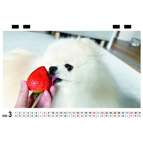 【予約販売】 ポテチ 犬 猫のレモンと犬のポテチちゃんねる 2026年 卓上 カレンダー TC26307