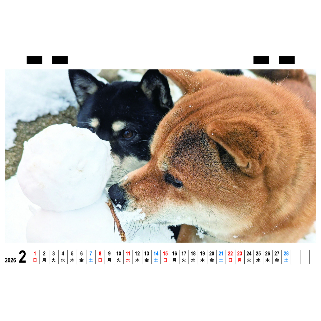 柴犬！ 全部キャッチしちゃうんだから⚾️🥔❤️‍🔥 #柴犬 #むー
