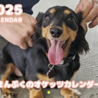 【予約販売】 ミニチュアダックス犬 まんぷくのオケッツ 2025年 壁掛け カレンダー KK25294