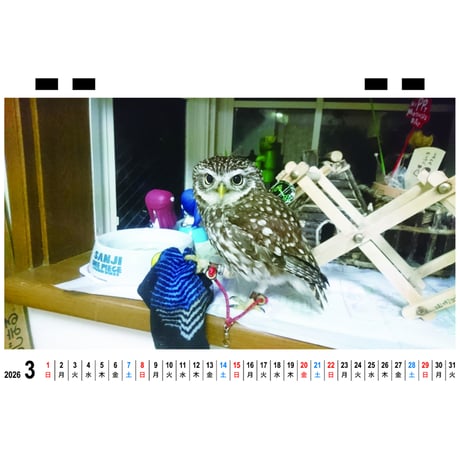 【予約販売】 ふくろうのトゥルちゃん 2026年 卓上カレンダー TC26108