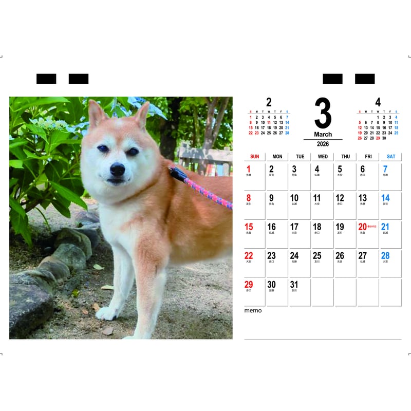 豆柴Rページ 予約販売】 豆柴認定犬リンちゃん 2026年 卓上 カレンダー TC26295