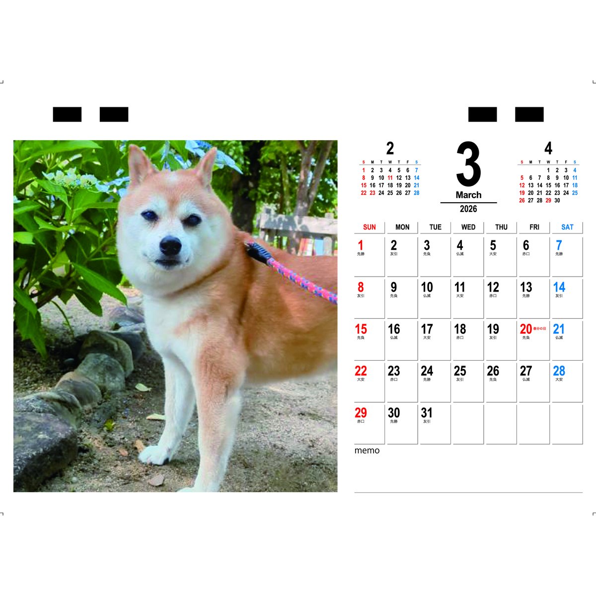 豆柴Rページ 予約販売】 豆柴認定犬リンちゃん 2026年 卓上 カレンダー TC26295