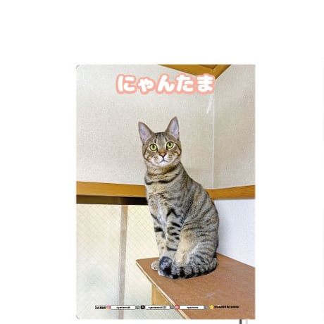 【予約販売】 猫のにゃんたま 2025年 家計簿帳 CA25023