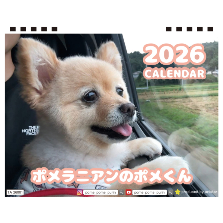 オーダー受付　ポメラニアン　ご予約ページ　10/8 2026年（令和8年）卓上カレンダー ポメラニアン オリジナルシール付き