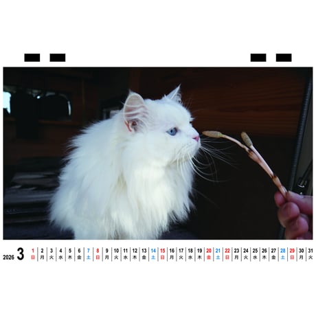 【予約販売】 あつまれちいかまの森 猫 2026年 卓上 カレンダー TC26293
