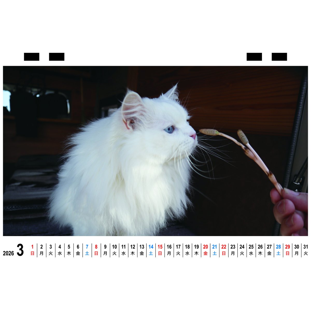 予約販売】 あつまれちいかまの森 猫 2026年 卓上 カレンダー TC26293