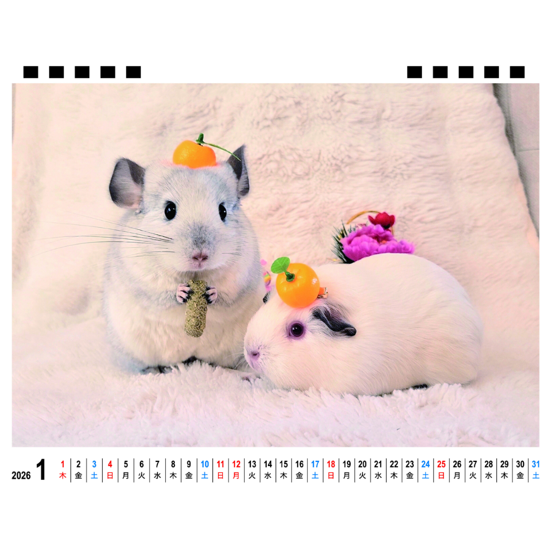 予約販売】 もふもふペットCafe モルモット チンチラ 2026年 卓上全面