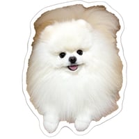 【予約販売】 レモンとポテチ 猫 犬 猫のレモンと犬のポテチちゃんねる ステッカー 3枚セット SU022NN