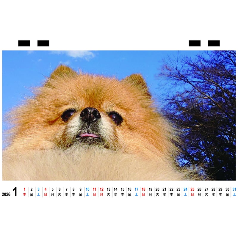 予約販売】 ポメポメぽち ポメラニアン 犬 2026年 卓上 カレンダー
