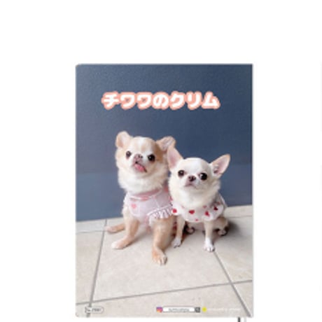 【予約販売】 チワワのクリム 2025年 犬 A5ノート帳 No25328
