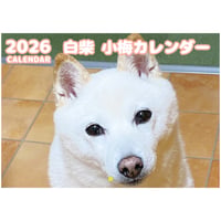 【予約販売】 白柴 小梅 犬 2026年 壁掛けカレンダー KK26196