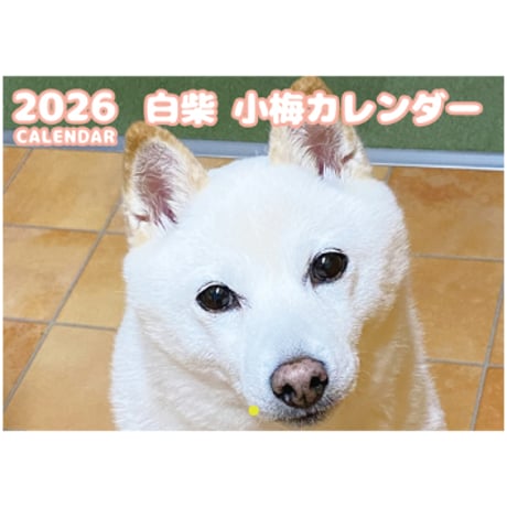 【予約販売】 白柴 小梅 犬 2026年 壁掛けカレンダー KK26196