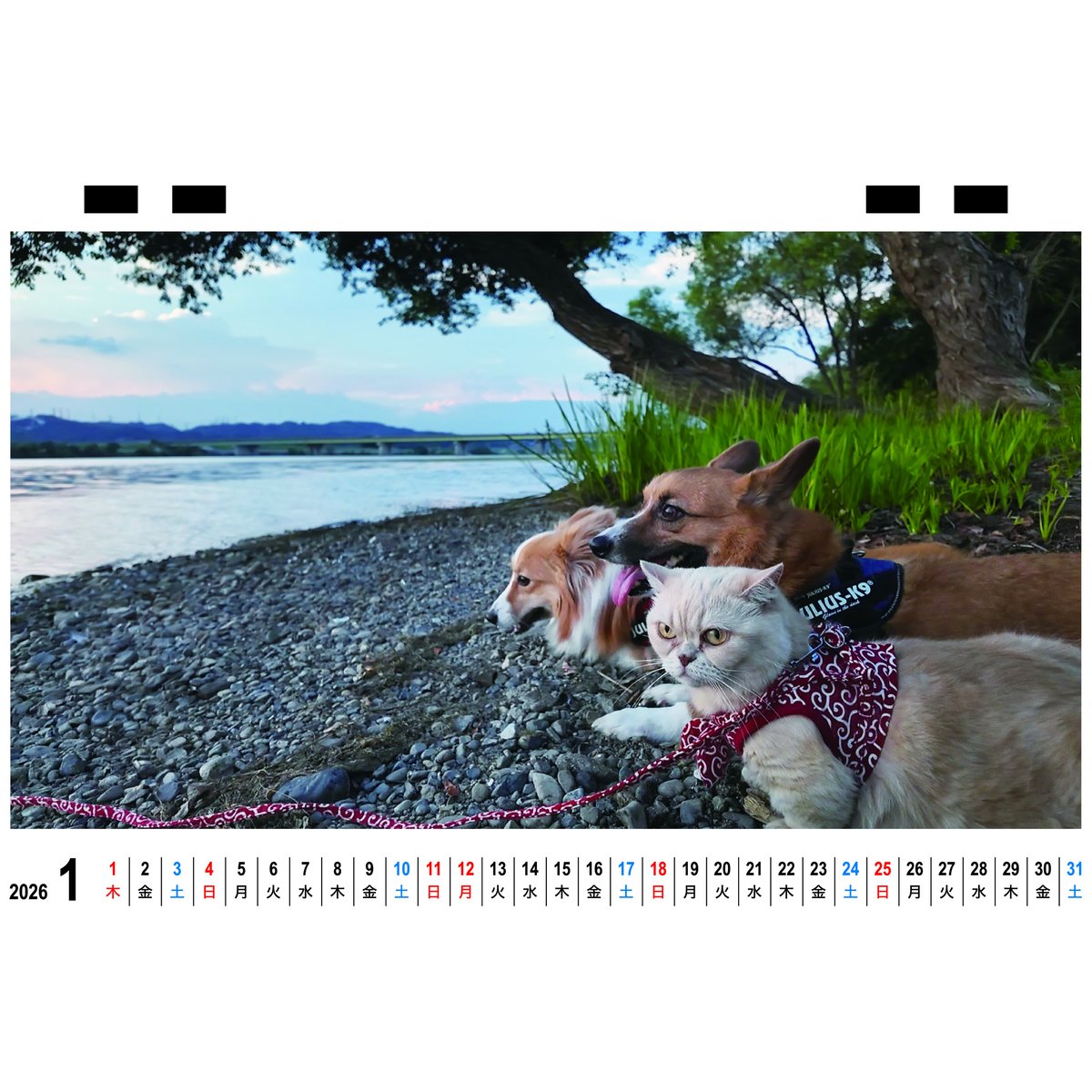 予約販売】 ちい むう ととろ コーギー 猫 2026年 卓上全面 カレンダー