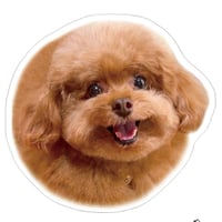【予約販売】 もっちゃん トイプードル 犬 ステッカー 3枚セット SU011NN