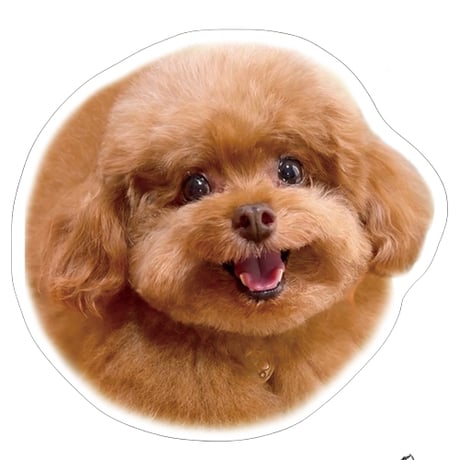 【予約販売】 もっちゃん トイプードル 犬 ステッカー 3枚セット SU011NN