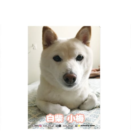【予約販売】 白柴 小梅 犬 A5ノート帳 No010NN