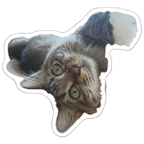 【予約販売】 あつまれちいかまの森 猫 シール 5枚セット SE020NN