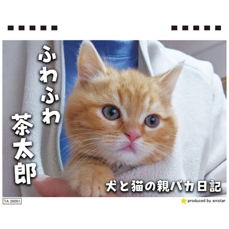 【予約販売】 犬と猫の親バカ日記 じゅんちゃん茶太郎 2026年 卓上カレンダー TA26210