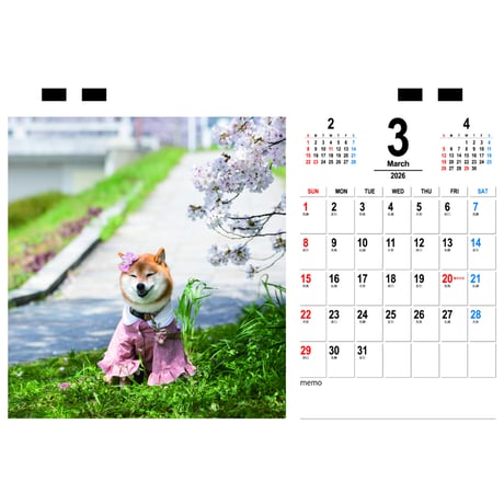 【予約販売】 豆柴アンコ 犬 2026年 卓上カレンダー TC26274