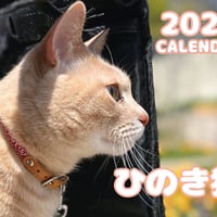 【予約販売】 ひのき猫 2024年 壁掛け カレンダー KK24139
