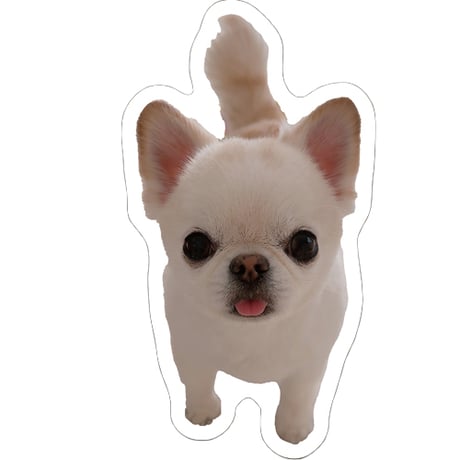 【予約販売】 チワワのUNI＆EBI 犬 ステッカー 3枚セット SU007NN