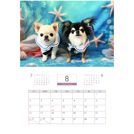 【予約販売】 チワワのUNI＆EBI 犬 2026年 壁掛けカレンダー KK26117