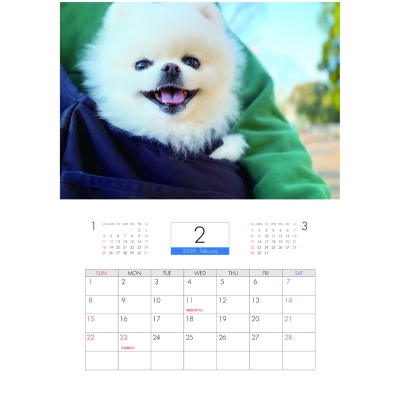 予約販売】 ポメラニアンのマヨちゃんねる 犬 2026年 壁掛け