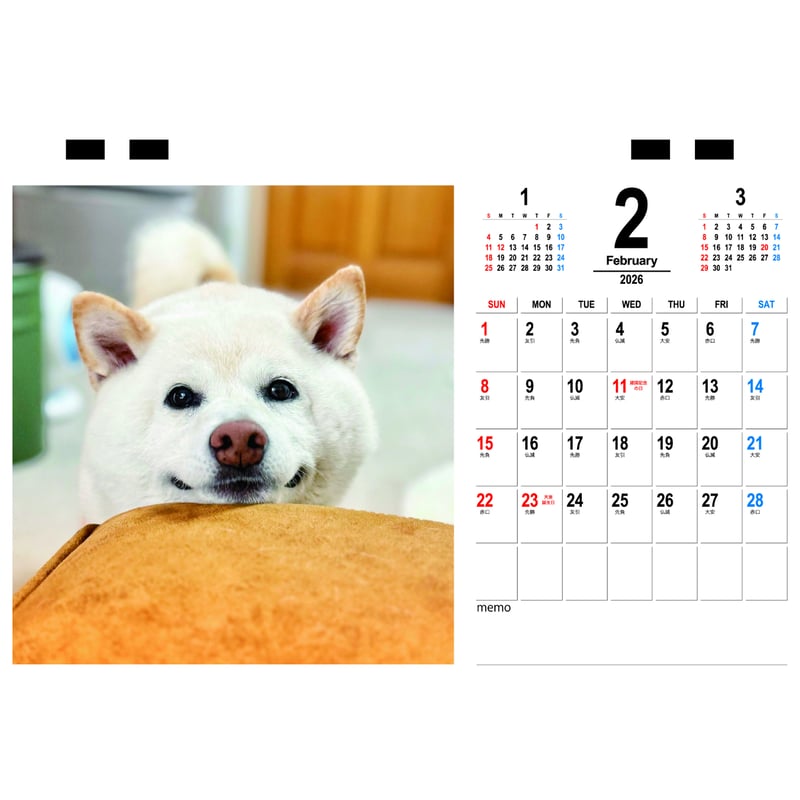 予約販売】 白柴ごん太 柴犬 2026年 卓上半面 カレンダー TC26013