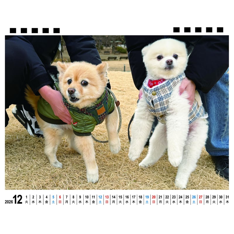 予約販売】 ポメラニアンのポメくん 犬 2026年 卓上全面 カレンダー