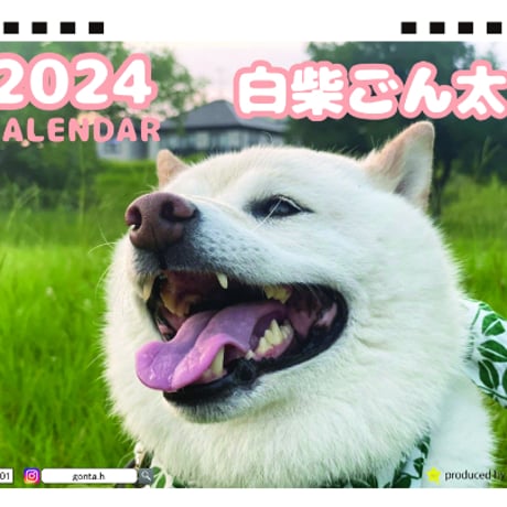 【予約販売】 柴犬 白柴のごん太 2024年 卓上 カレンダー TC24043