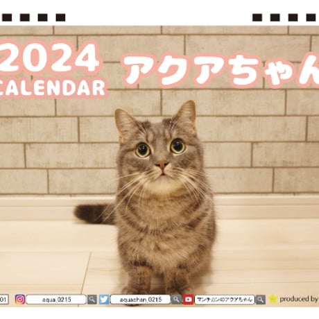 【予約販売】 猫 マンチカン アクアちゃん 2024年 卓上 カレンダー TC24190