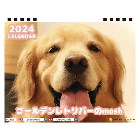 【予約販売】 ゴールデンレトリバー モッシュ 2024年 卓上 カレンダー TC24307