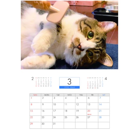 【予約販売】 保護猫とTOSAN家ch 2026年 壁掛けカレンダー KK26132