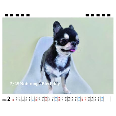 【予約販売】 チワワののぶなが 犬 2026年 卓上カレンダー TA26090