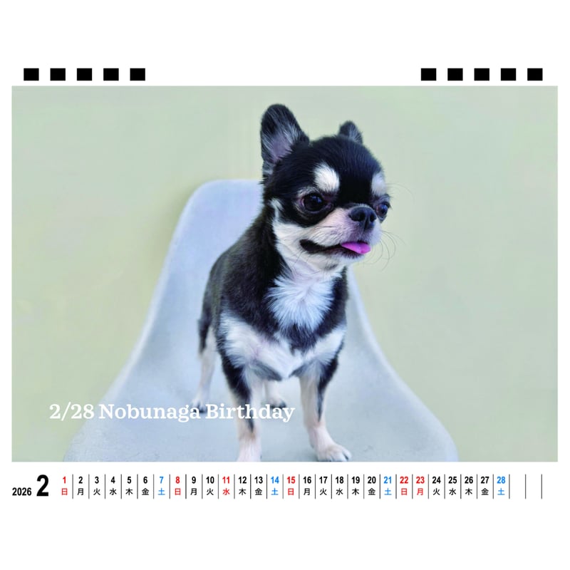 予約販売】 チワワののぶなが 犬 2026年 卓上カレンダー TA26090 | ANISTAR