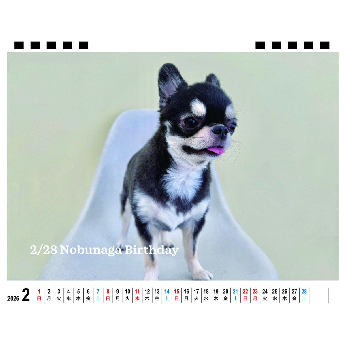 予約販売】 チワワののぶなが 犬 2026年 卓上カレンダー TA26090 | ANISTAR