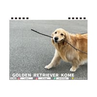 【予約販売】 ゴールデンレトリバー犬のコメ 2024年 卓上 カレンダー TC24266