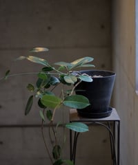 マダガスカルジャスミン　鉢植え　 Lサイズ