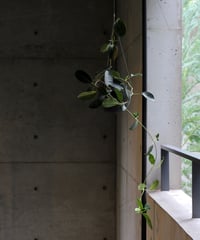 マダガスカルジャスミン　ハンギング　2